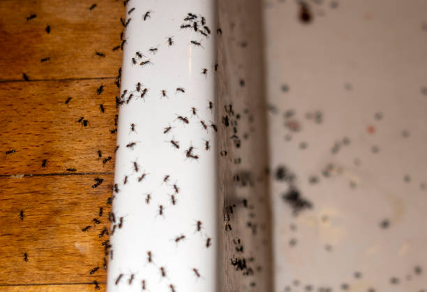 Best Pest Inspection Near Me  in Trinity, TX